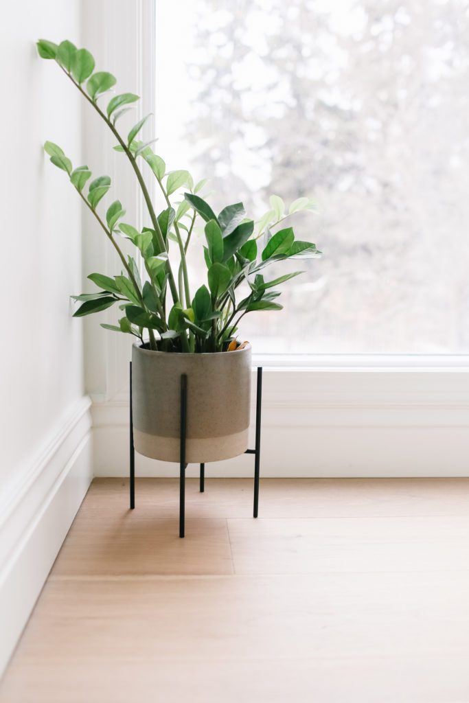 A potted plant in front of a window