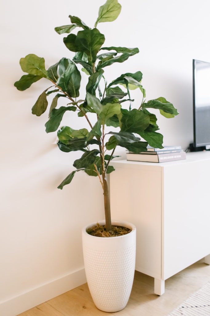 A large potted tree beside a TV stand