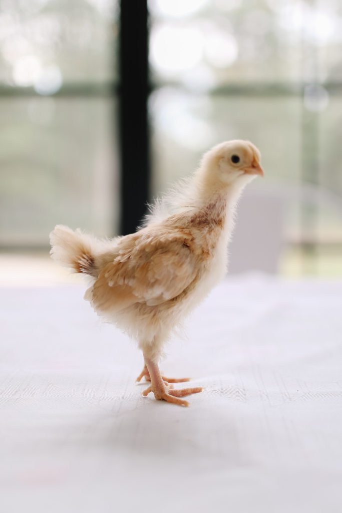 Buff Orpington chick with yellow and white feathers 