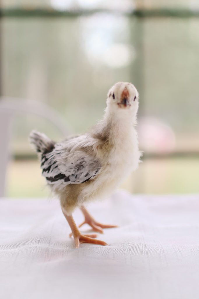 A Brahma chick looking at the camera