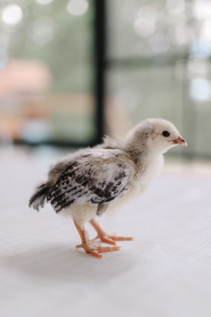 Brahma chick with gray markings and orange feet and beak